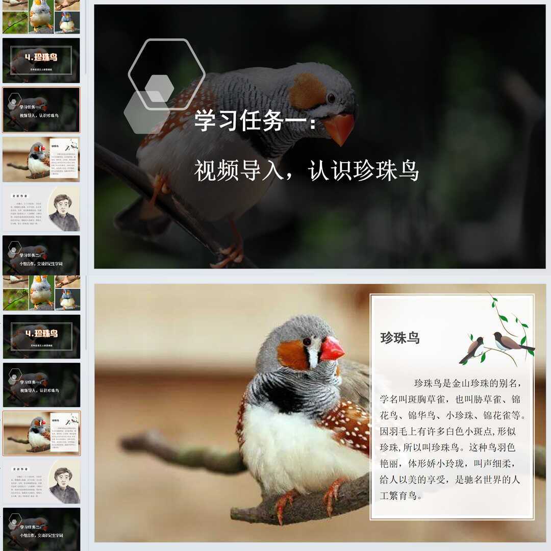 《珍珠鸟》PPT课件精修单品五年级上册语文第四课同步教学
