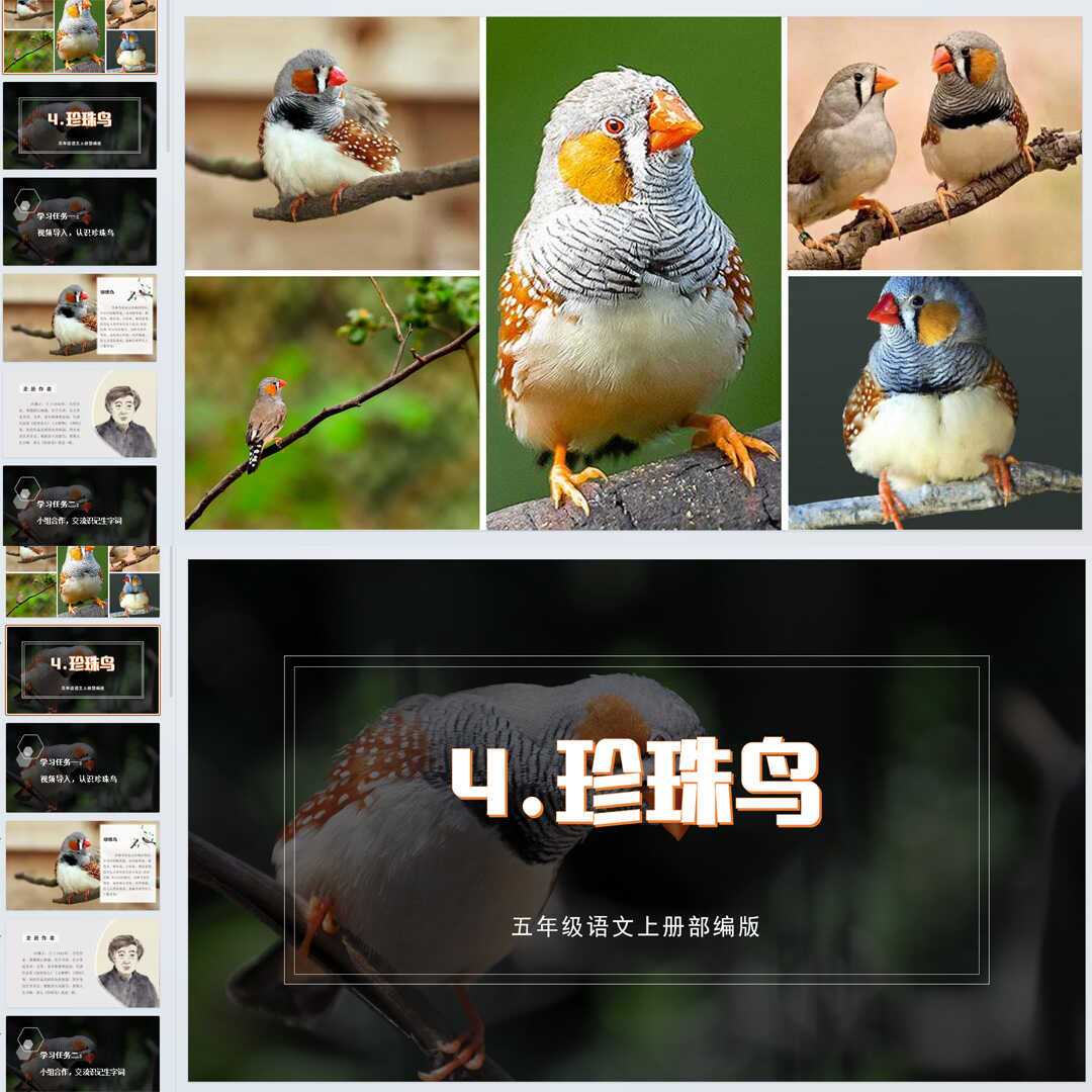 《珍珠鸟》PPT课件精修单品五年级上册语文第四课同步教学